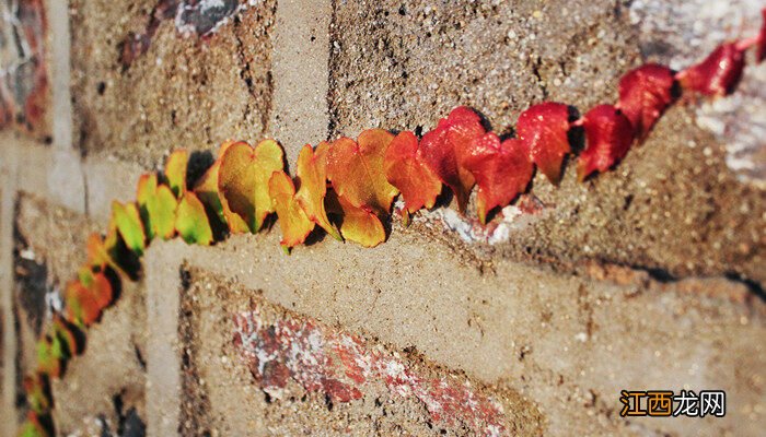 心叶藤的养殖方法和注意事项有哪些 心叶藤的养殖方法和注意事项