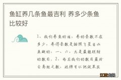 鱼缸养几条鱼最吉利 养多少条鱼比较好