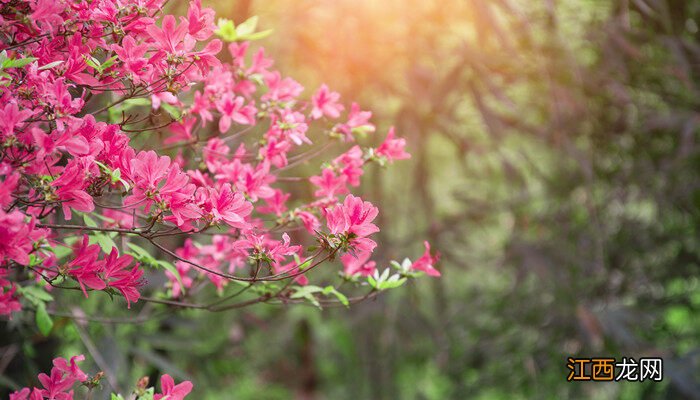 杜鹃花花语和寓意 杜鹃花花语