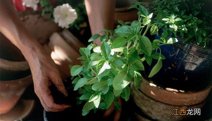 自制花肥的方法 7种自制花肥方法