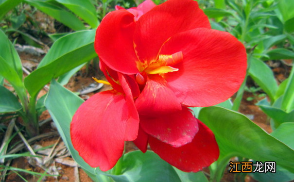 芭蕉花的营养价值有什么?芭蕉花的功效与作用有什么?