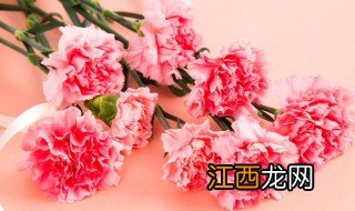 粉色康乃馨的花语和寓意 粉色康乃馨的传说