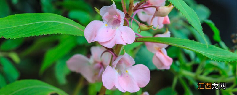 凤仙花种子种植方法和时间 凤仙花种子种植方法