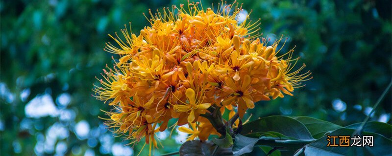 测试自己的本命花 无忧花的寓意