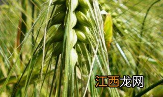 青仲稞是什么东西 青仲稞介绍