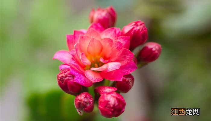 花卉养殖前景如何样 花卉养殖前景如何