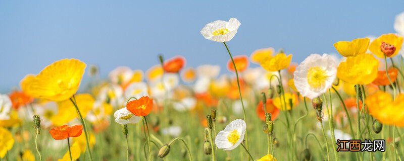 虞美人和罂粟花的区别图片 虞美人和罂粟花的区别