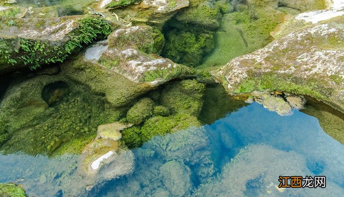 水绵是什么生物真核还是原核 水绵是什么生物