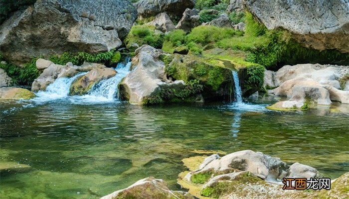 水绵是什么生物真核还是原核 水绵是什么生物