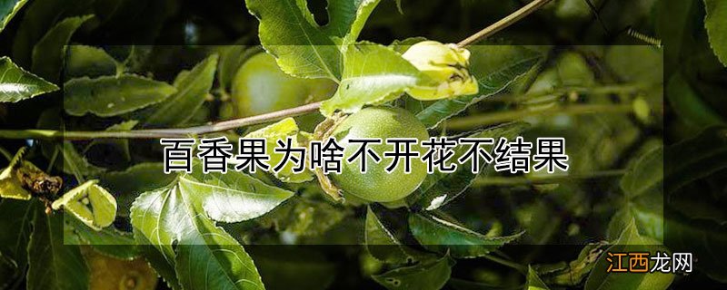 百香果为啥不开花不结果