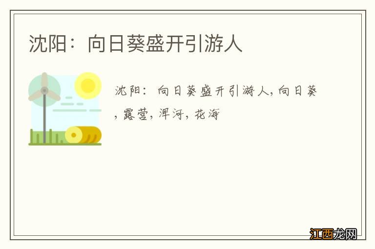 沈阳：向日葵盛开引游人