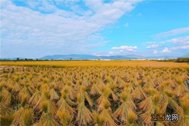 秋天的大理,美得令人心醉!