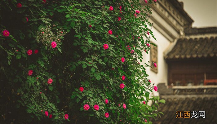 常见的绿篱植物有哪些 绿篱植物有哪些