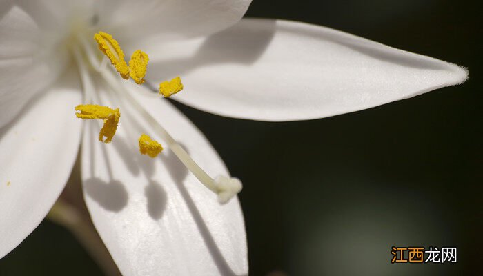 6朵卡萨布兰卡花语 卡萨布兰卡花语