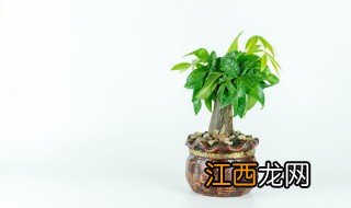 小发财树怎么养 发财树种植方法介绍