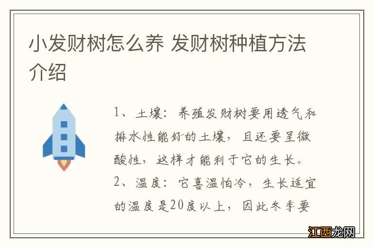 小发财树怎么养 发财树种植方法介绍