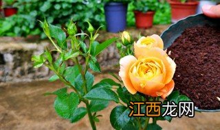 怎么养月季花 月季花怎么养