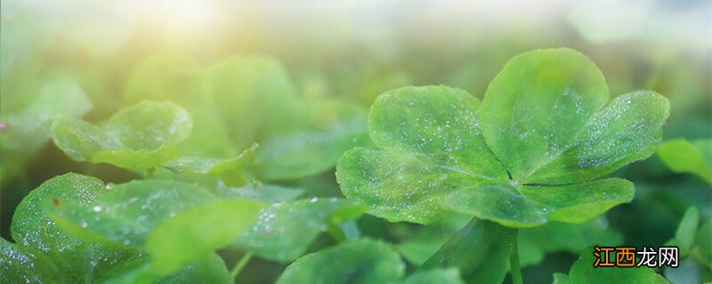 四叶草的寓意和象征 四叶草的寓意