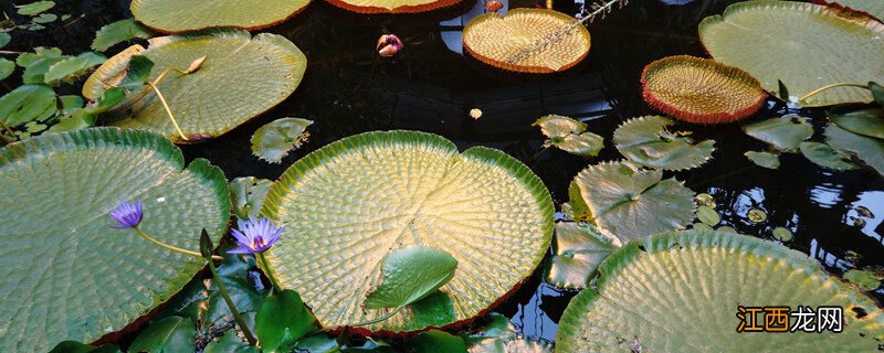 王莲的花是什么颜色的? 王莲的花是什么颜色的