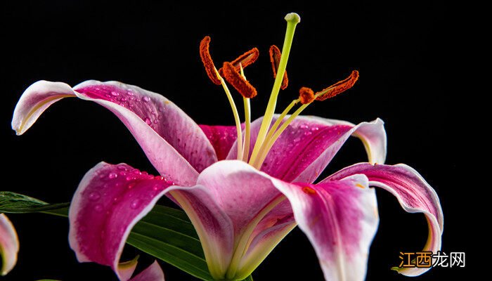 白色百合花的花语和寓意 粉色百合花的花语和寓意