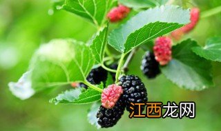 桑葚的病害及防治方法 桑葚的病害及防治方法是什么