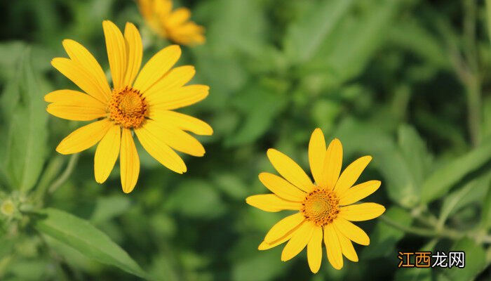 重瓣太阳花种植方法和时间 太阳花种植方法和时间