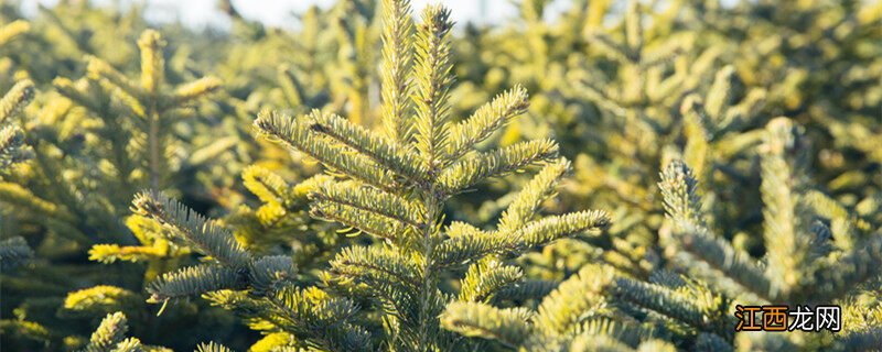 家里为何不能养蓬莱松 蓬莱松适合什么人