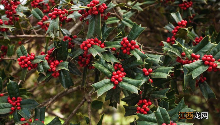 北美冬青的花语和寓意和象征 北美冬青的花语和寓意