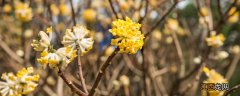 瑞香花的花语和象征 瑞香花的花语