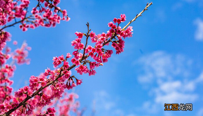 瑞香花的花语和象征 瑞香花的花语