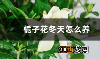 栀子花冬天怎么养 栀子花冬天的饲养技巧