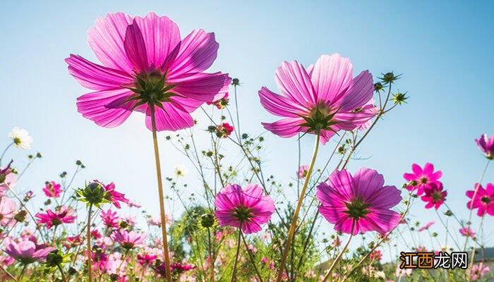 太阳花的寓意和花语总结 太阳花的寓意和花语