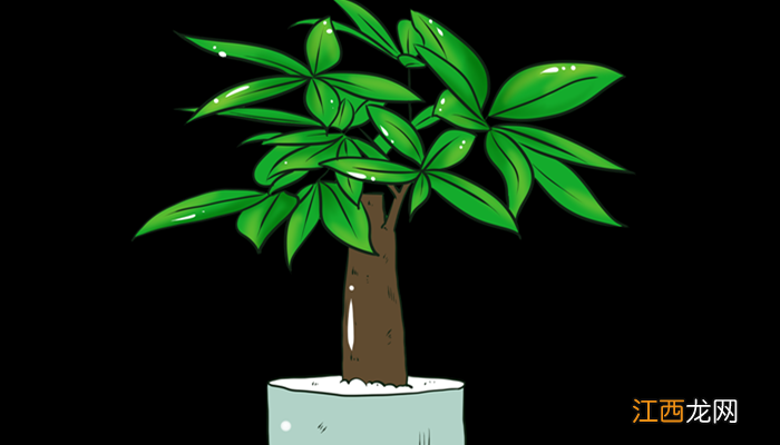 发财树有毒吗能放室内吗 发财树有毒吗