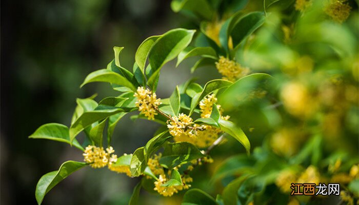 桂花什么季节开花 桂花什么季节开