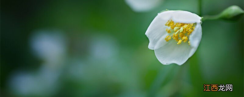 茉莉花放在卧室对身体有害吗 茉莉花可以放在卧室养吗