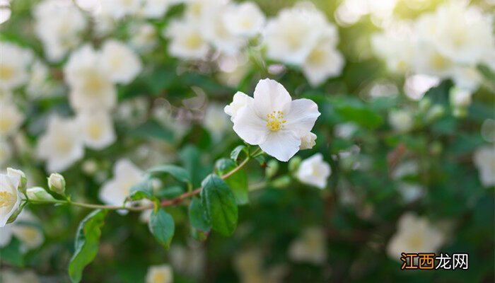 茉莉花放在卧室对身体有害吗 茉莉花可以放在卧室养吗