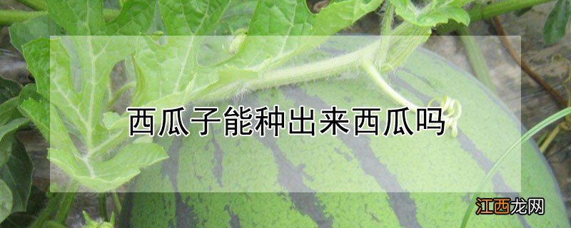 西瓜子能种出来西瓜吗