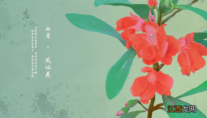 小凤仙花怎么养殖方法和注意事项 小凤仙花怎么养