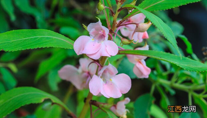 小凤仙花怎么养殖方法和注意事项 小凤仙花怎么养