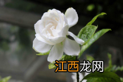 吃橄榄油有什么功效?食用橄榄油有哪些养生作用?