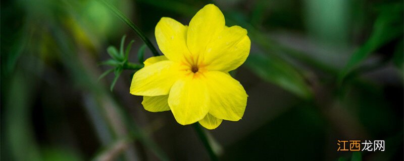 迎春花什么时候开花季节 迎春花什么时候开花