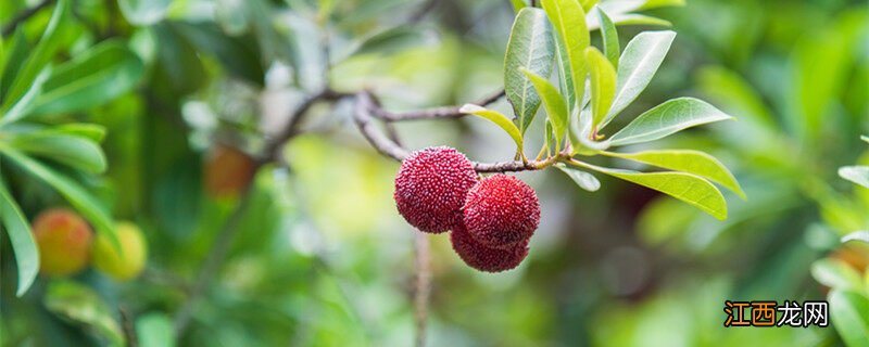 杨梅季节是在什么季节开花 杨梅季节是在什么季节