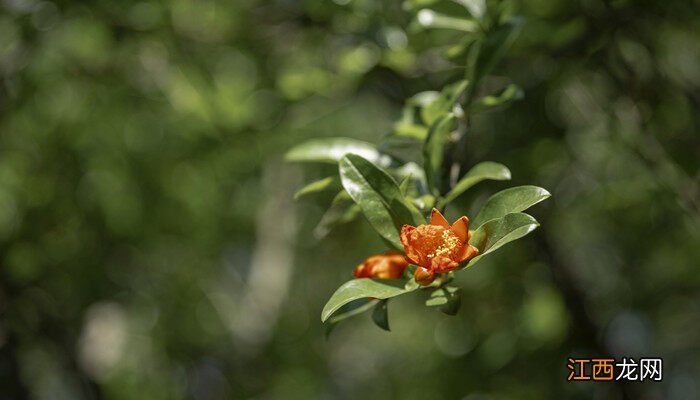 啤酒养什么花最好 哪些花不可以用啤酒浇