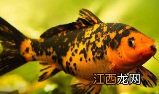 小鱼吃什么食物 给小鱼吃什么好