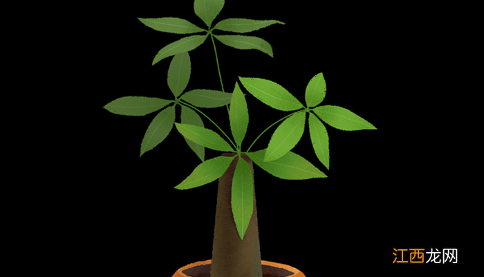 发财树浇水的正确方法盆栽 发财树浇水的正确方法
