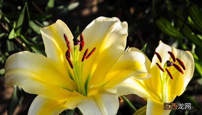 百合一年开几次花? 百合花开败后从哪里剪