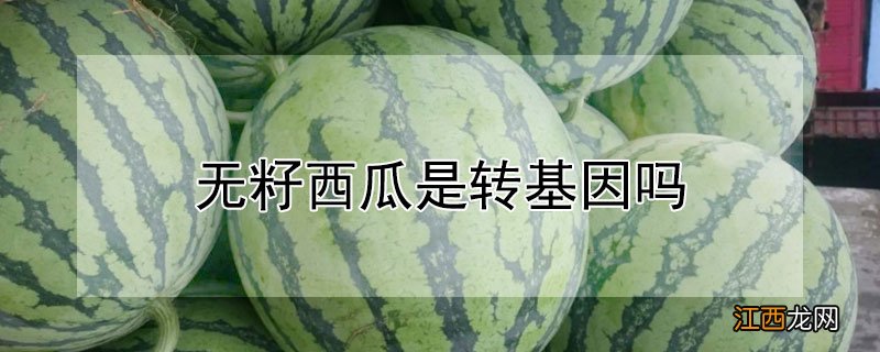 无籽西瓜是转基因吗