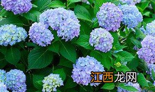 绣球花叶子发黄是怎么回事 绣球花叶子发黄的原因