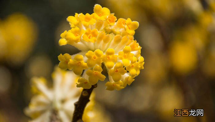 瑞香花几月份开花开几次啊 瑞香花几月份开花开几次