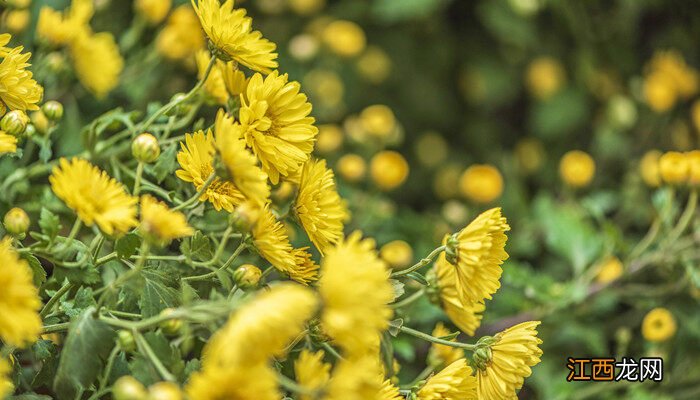 悬崖菊长什么样 什么是悬崖菊